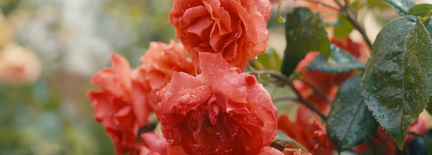 Hampton Roses – Five Hundred Years in Bloom