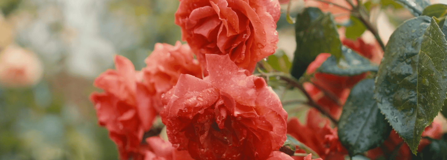 Hampton Roses – Five Hundred Years in Bloom