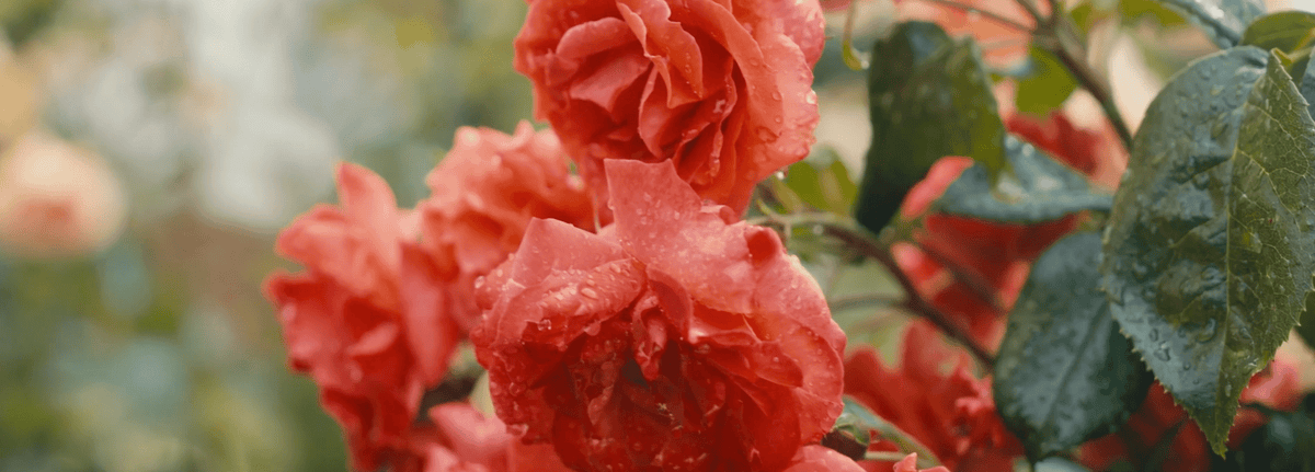 Hampton Roses – Five Hundred Years in Bloom