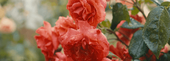 Hampton Roses – Five Hundred Years in Bloom