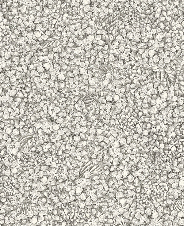 Ortensia