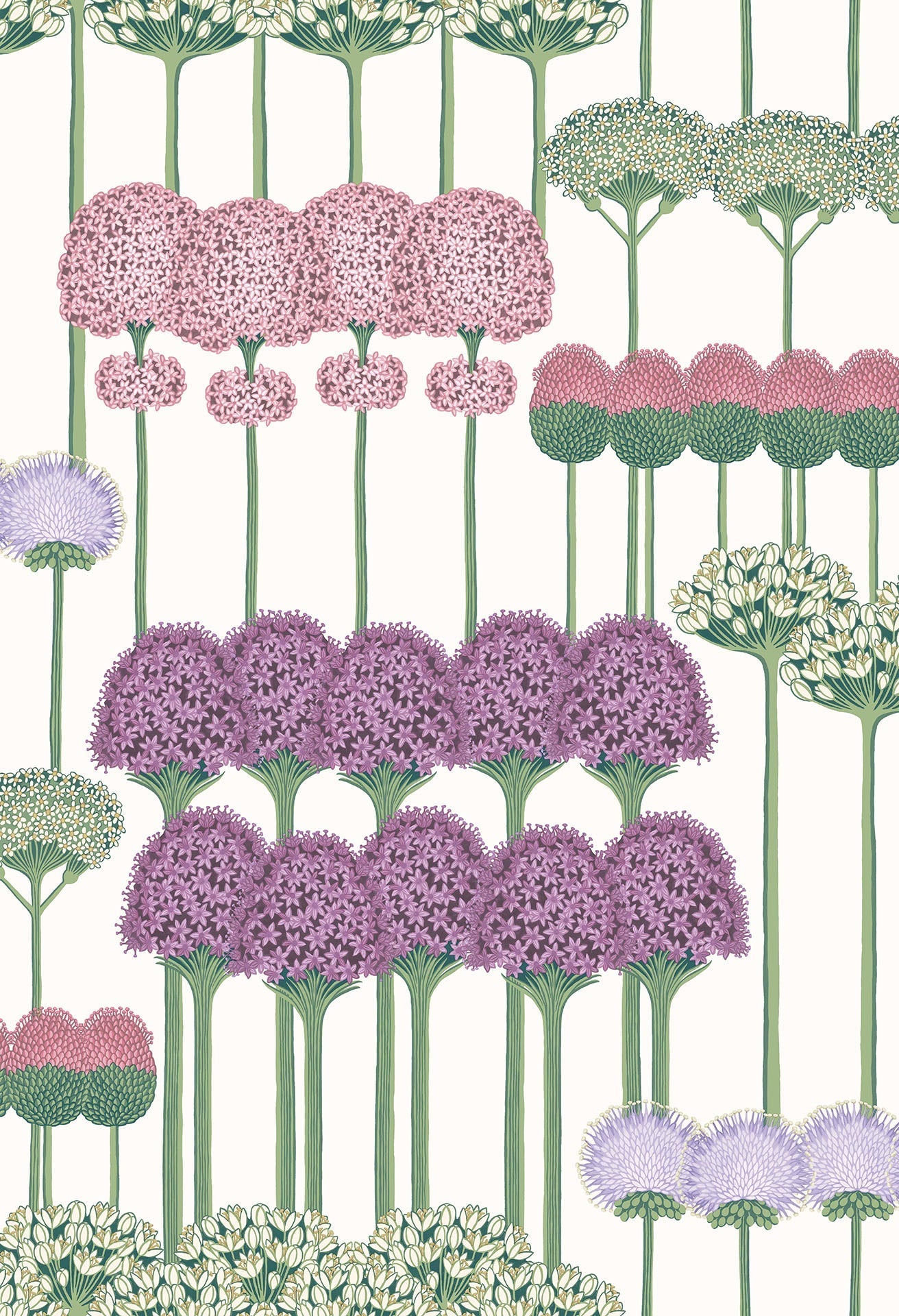 Allium