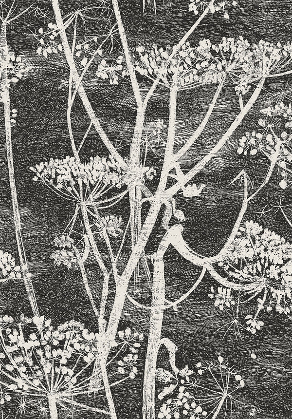 Cow Parsley